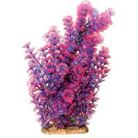 Poppy Pet - Bushy Ambulia Aquarium Plant - Purple - 16 Inch Poppy Pet - Bushy Ambulia Aquarium Plant - Purple - 16 Inch