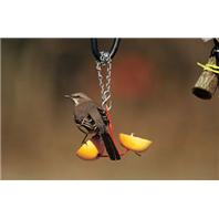 Droll Yankees - Fruit Feeder - Orange Droll Yankees - Fruit Feeder - Orange