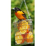 Droll Yankees - Single Suet Feeder - Stainless Steel Droll Yankees - Single Suet Feeder - Stainless Steel